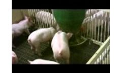 Osborne Big Wheel Feeders for Pigs Video