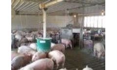 Osborne Automatic Pig Sorting System - Weight Watcher Growth Management - Video