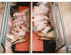 The History of Pig Farrowing Pens