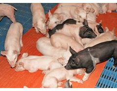 The History of Pig Farrowing Pens