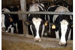 Solid removal from manure for animal farms - Agriculture - Livestock
