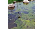 Bioremediate - Biology Algae Ponds