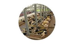 Mid Valley - Super-Comfort Dairy Cow Stalls