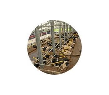 Mid Valley - Super-Comfort Dairy Cow Stalls