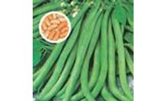 Green Seeds Co., Ltd - Bean Contender