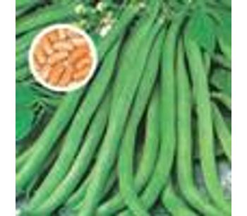 Green Seeds Co., Ltd - Bean Contender