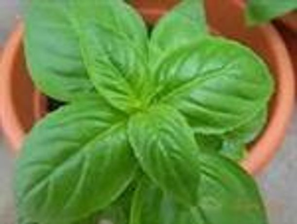 Green Seeds Co., Ltd - Basil Grand Vert