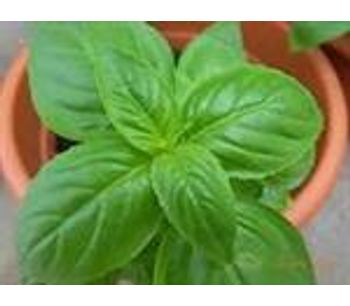 Green Seeds Co., Ltd - Basil Grand Vert
