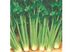 Green Seeds Co., Ltd - Celery France 2
