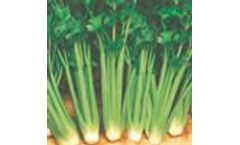 Green Seeds Co., Ltd - Celery France 2