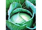 Green Seeds Co., Ltd - Cabbage F1 CJN12