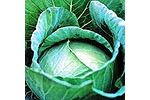 Green Seeds Co., Ltd - Cabbage F1 CJN12