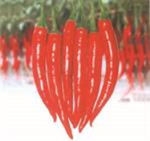 Green Seeds Co., Ltd - HOT PEPPER F1 SUPER HOT