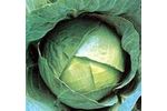 Green Seeds Co., Ltd - Cabbage F1 CJN13