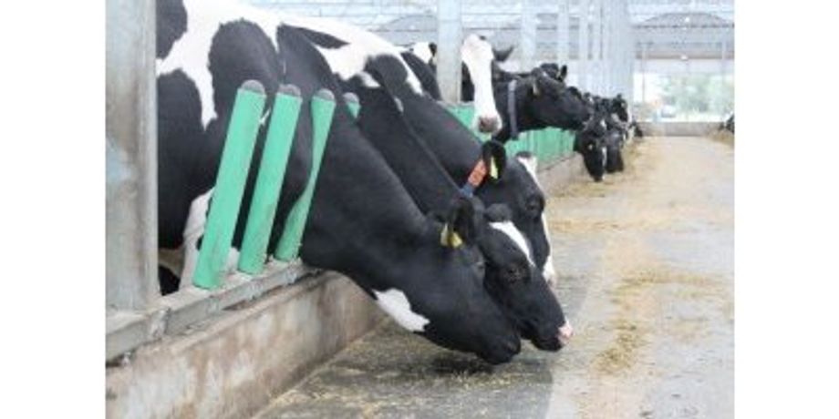 Flexible Cow Feeding Fence