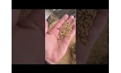 Cleaning Wheat 2019 Video