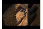Wheat Cleaning Spring 2020 Video