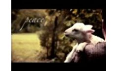 BluefishTV The Lost Sheep Video
