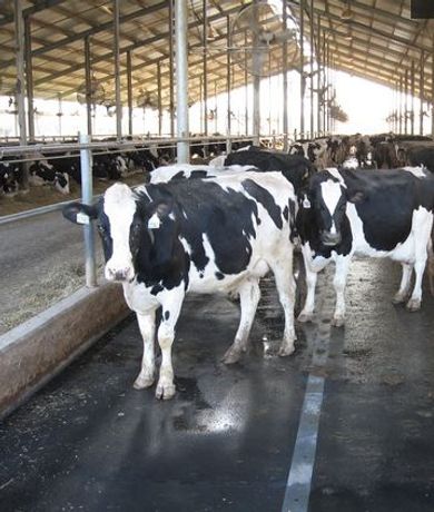 Rubber Mat Flooring for Cow Comfort - Agriculture - Livestock