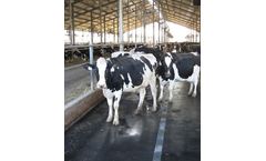 Rubber Mat Flooring for Cow Comfort