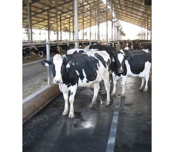 Rubber Mat Flooring for Cow Comfort - Agriculture - Livestock