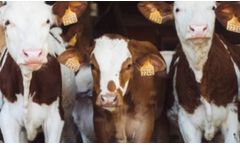 Plastic Panels for Animal Housing - Cattle Barn