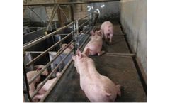 Plastic Panels for Animal Housing - Pig Barn