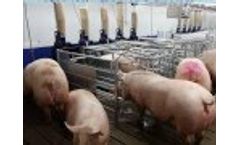 Gestalt 3G: New Feeding System for Pregnant Sows in Group Video