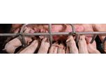 Farrowing feeding for sow production: What to consider to improve profitability and productivity