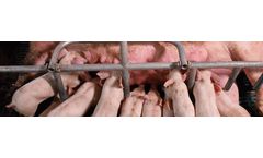 Farrowing feeding for sow production: What to consider to improve profitability and productivity