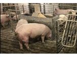Swine Feeding System for Group-Housed Sows: Do Producers Need to Train Their Animals?
