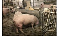 Swine Feeding System for Group-Housed Sows: Do Producers Need to Train Their Animals?