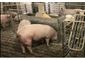 Swine Feeding System for Group-Housed Sows: Do Producers Need to Train Their Animals?