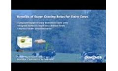 Benefits of Super Grazing Bolus for Dairy Cows Video