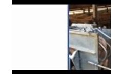 Osmonds Calf Dehorning Crate Video
