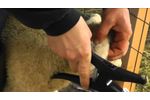 OS ID: Application of Combi ear tags for sheep and goats - Video