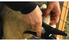 OS ID: Application of Combi ear tags for sheep and goats - Video
