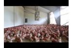 JH Automatic chicken floor feeding - Video