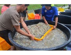 Investing in aquaculture: a road to riches or a path to poverty?