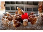 Poultry Raising Microbiome