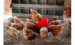 AvaPro - Model B - Poultry Raising Microbiome