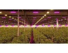 Hybrid lighting in an Alstroemeria cut flower farm