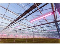 Red/blue LEDs are best suited for greenhouse applications who are already receiving sunlight