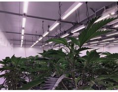 Broad spectrum LEDs – like the daylight HortiLED Top – are ideal for sole source applications