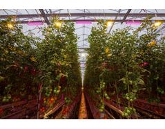 Hybrid LED and HPS lighting system that takes advantage of both technologies