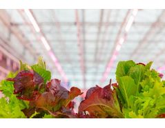 LED luminaires are well suited to growing cool season crops like lettuce because of the lack of radiant heat