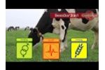 CowManager SensOor System detects heat, rumination/eating behavior and disease Video
