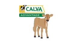 Calva - Jersey Advantage Calf Milk Replacer Line