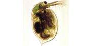 Daphnia Magna