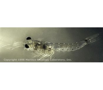 MBL - Live Mysis Feeder Shrimp